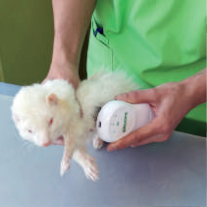 Ekuore digital stethoscope